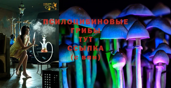 прущие грибы Коряжма